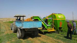 دستگاه برداشت هویج اتوماتیک در حال برداشت هویج