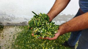 دستگاه خردکن علوفه - علوفه خرد شده